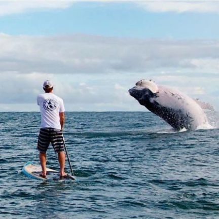 A whale breaching through the water with a man on a SUP