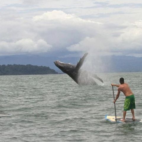 Stand up paddle board in the whitsundays with a whale emerging